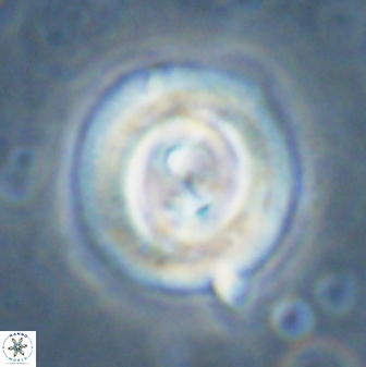 Toweius occultatus 43181