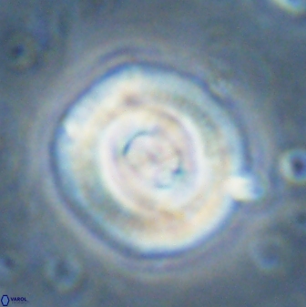 Toweius occultatus 43182