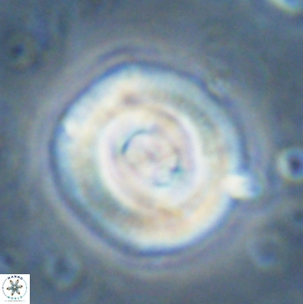 Toweius occultatus 43182