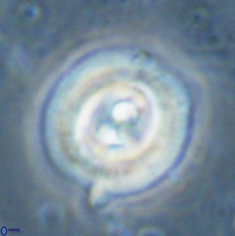 Toweius occultatus 43183