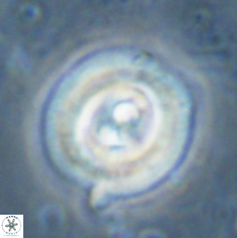 Toweius occultatus 43183
