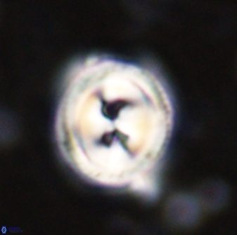 Toweius occultatus 43184