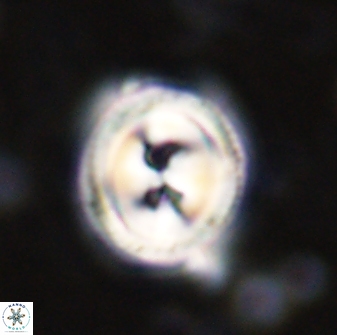 Toweius occultatus 43184