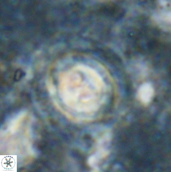 Toweius occultatus 49481