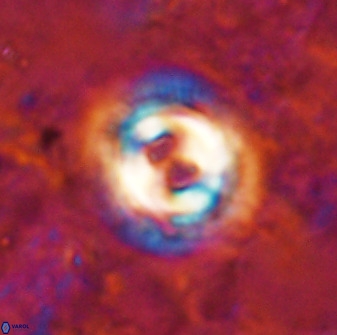 Toweius occultatus 49483
