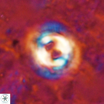 Toweius occultatus 49483
