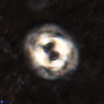 Toweius occultatus 49484