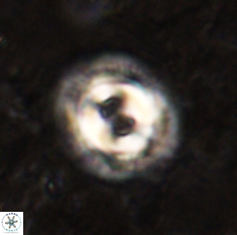 Toweius occultatus 49484
