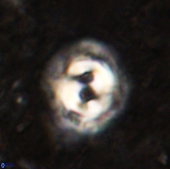 Toweius occultatus 49485