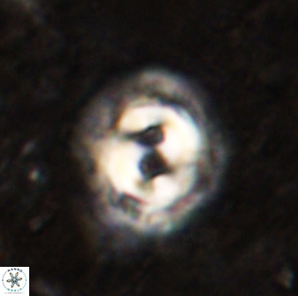 Toweius occultatus 49485