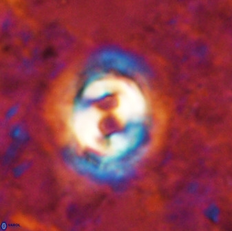 Toweius occultatus 49486