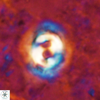 Toweius occultatus 49486