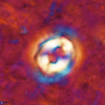 Toweius occultatus 49487