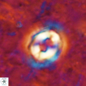 Toweius occultatus 49487