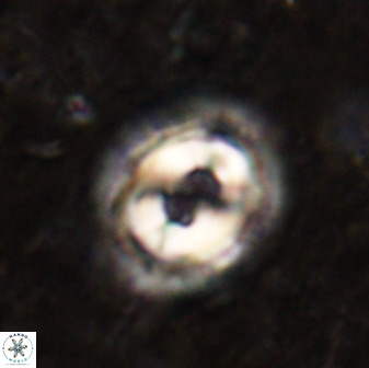 Toweius occultatus 49488