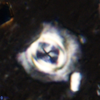 Toweius atalikii 49019