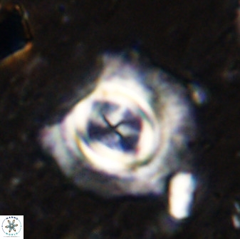 Toweius atalikii 49019