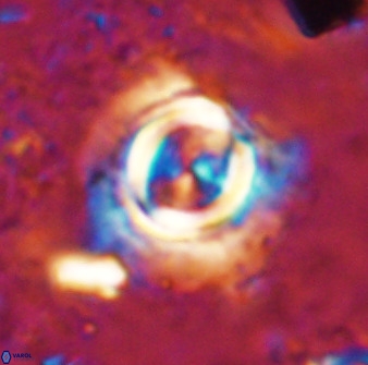 Toweius atalikii 49024