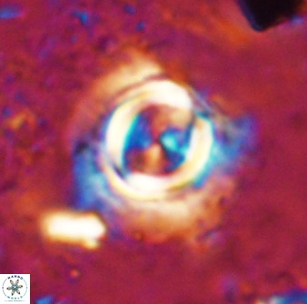 Toweius atalikii 49024