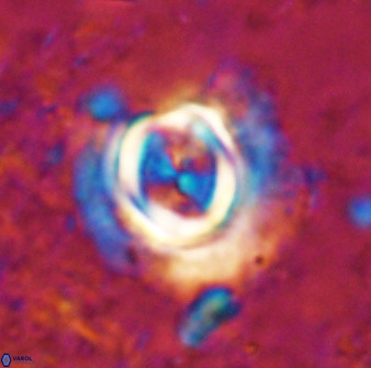 Toweius atalikii 49025