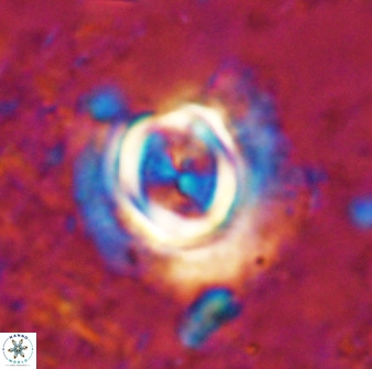 Toweius atalikii 49025