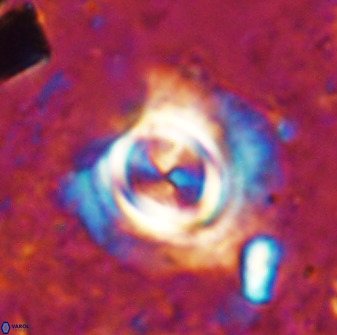 Toweius atalikii 49020