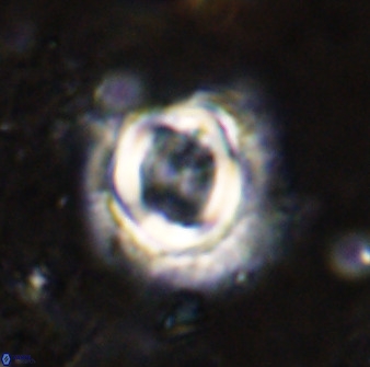 Toweius atalikii 49022