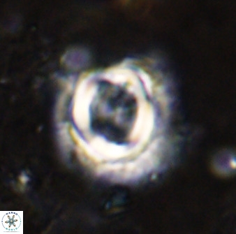 Toweius atalikii 49022