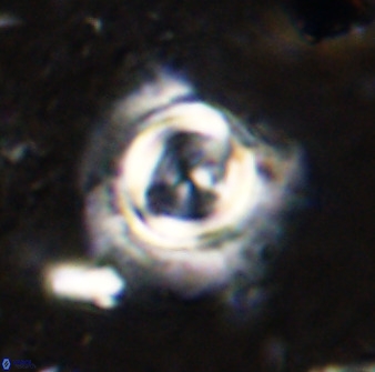 Toweius atalikii 49023