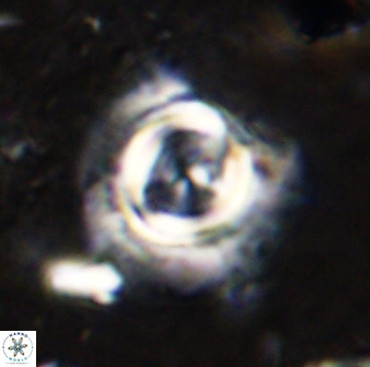 Toweius atalikii 49023