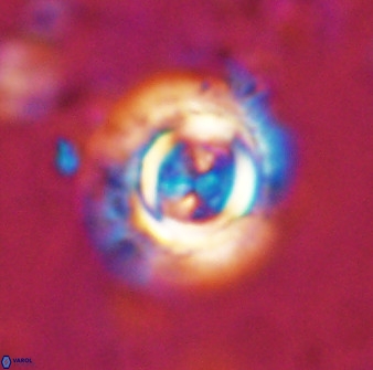 Toweius atalikii 49114