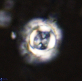 Toweius atalikii 49116