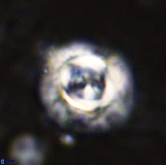 Toweius atalikii 49110