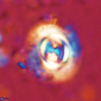 Toweius atalikii 49112