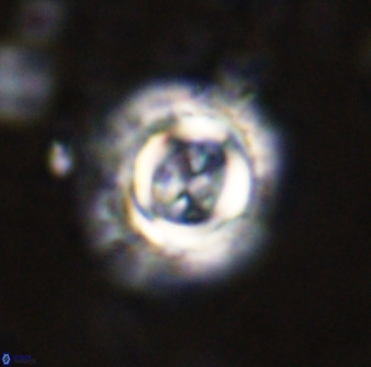 Toweius atalikii 49113