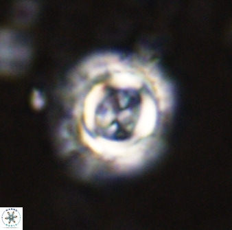 Toweius atalikii 49113