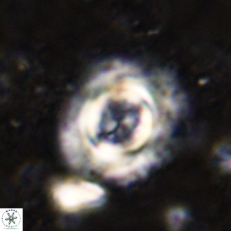 Toweius atalikii 49198