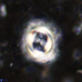 Toweius atalikii 49200