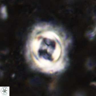 Toweius atalikii 49200