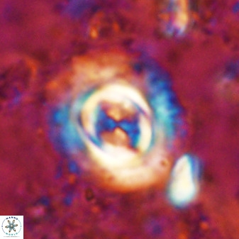 Toweius atalikii 49202