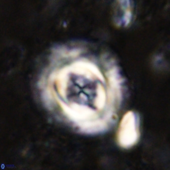 Toweius atalikii 49203