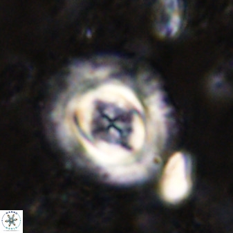 Toweius atalikii 49203