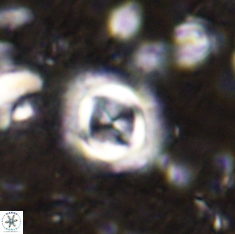 Toweius atalikii 49265