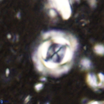 Toweius atalikii 49262