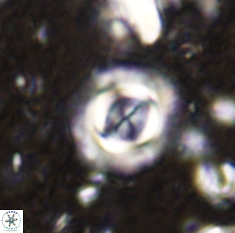 Toweius atalikii 49262