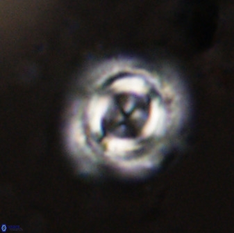 Toweius atalikii 49274