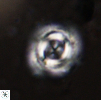 Toweius atalikii 49274