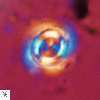 Toweius atalikii 49275