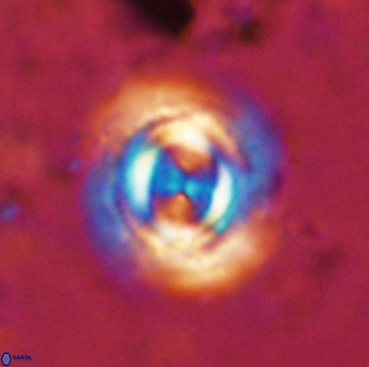 Toweius atalikii 49276