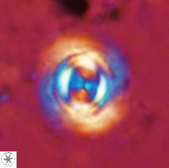 Toweius atalikii 49276